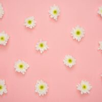 white and yellow flower on pink wall